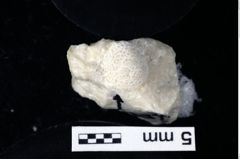 Foto (Detailansicht) von Gastrosacus tuberosiformus (Lörenthey in Lörenthey & Beurlen, 1929) (NHMW-GEO-1990-0041-0297)